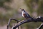 Gambel's Quail picture