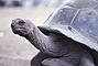 Giant Tortoise picture