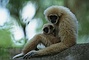 Gibbon picture