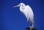 Great Egret picture