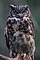 Great Horned Owl picture