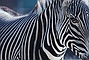 Grevy's Zebra picture