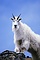 Mountain Goat picture