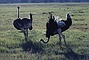 Ostrich picture