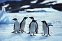 Penguin picture