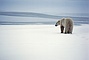 Polar Bear picture