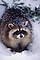 Raccoon picture