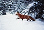 Red Fox picture