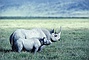 Rhinoceros picture