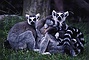 Ringtailed Lemur picture