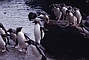 Rockhopper Penguin picture