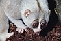 Slow Loris picture