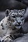 Snow Leopard picture