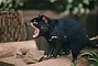 Tasmanian Devil picture