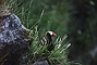 Tufted Puffin picture