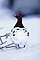 Willow Ptarmigan picture