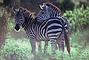 Zebra picture