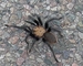 Tarantula picture