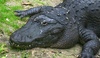 alligator picture