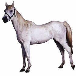 Arabian Horse