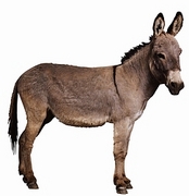 Donkey Magnet