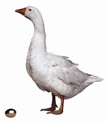 Goose Poster