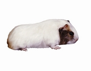 Guinea Pig T-Shirt