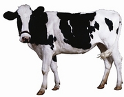 Holstein Cow Magnet