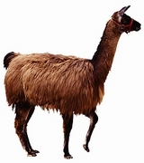 Llama T-Shirt