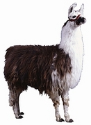 Llama Poster