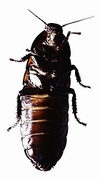 Madagascar Hissing Cockroach Poster