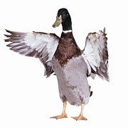 Mallard Poster