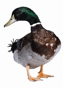 Mallard Poster