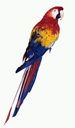 Parrot Poster