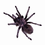 Tarantula T-Shirt