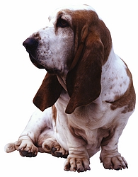 Basset Hound