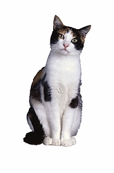 Calico Cat