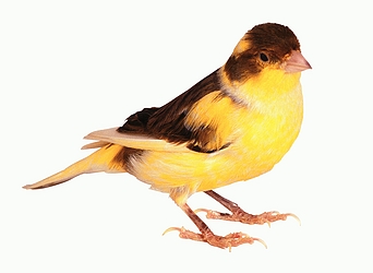 Canary