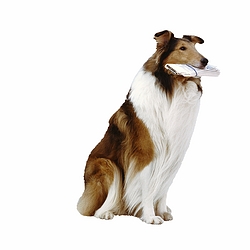 Collie