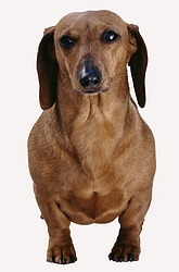 Dachshund