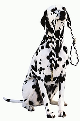 Dalmatian