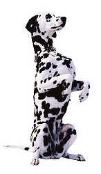 Dalmatian