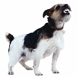 Growling Terrier