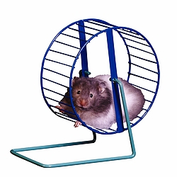 Hamster