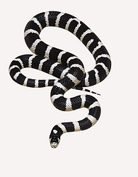 King Snake