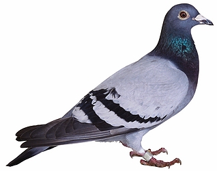 Pigeon