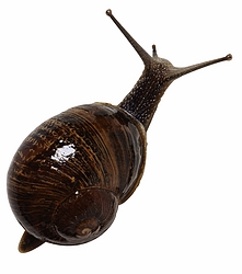 Snail