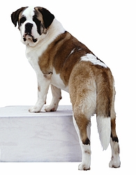 St. Bernard