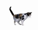 Calico Cat picture