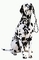 Dalmatian picture